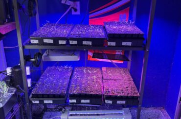 Germination Looking Good