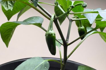 First time grower!
