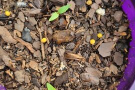 Chilli siblings- 3 months of progress!