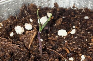 Update on peppers