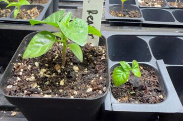 Sprouted the same day but very different sizes