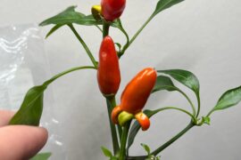 Italiano pepper mutation?