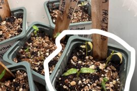 What is wrong with these sproutlings?