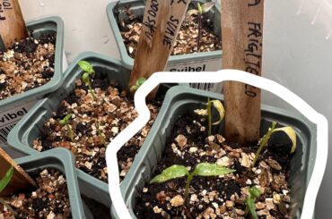 What is wrong with these sproutlings?