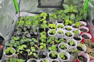 Getting a little crowded!