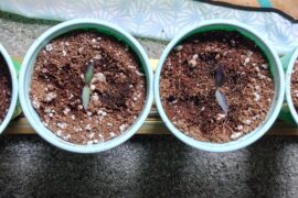 All from the same cross F3 Daybreaker x Uchu Cream