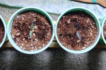 All from the same cross F3 Daybreaker x Uchu Cream