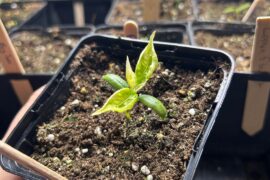 Seedlings - White discolouration of leaves under grow lamp