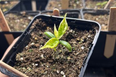 Seedlings - White discolouration of leaves under grow lamp