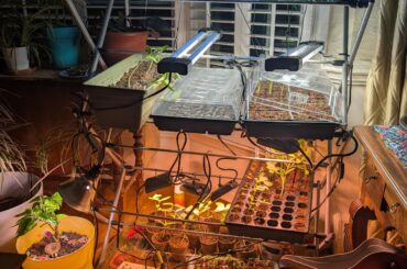 Suggestions for inexpensive seedling rack