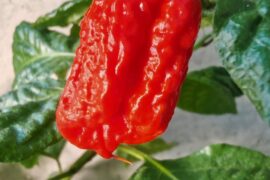 Carolina Reaper?