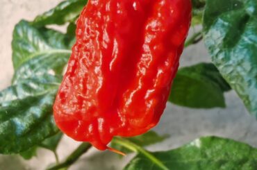 Carolina Reaper?