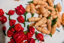 Beauty and the Beast, late harvest of Naga Salmons and Carolina Reapers