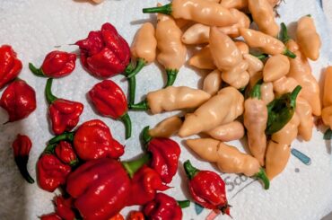 Beauty and the Beast, late harvest of Naga Salmons and Carolina Reapers