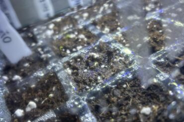 You ever have peppers germinate in a week?