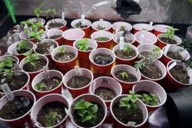 Probably should have up potted them sooner