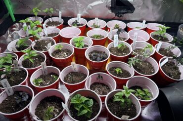 Probably should have up potted them sooner