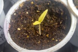 Normal Color For A Fatalii Sprout?