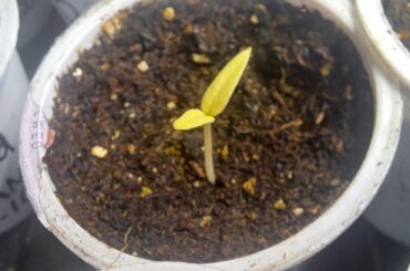 Normal Color For A Fatalii Sprout?