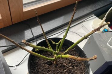 Reaper stems browning