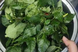 Made some chicken tinola with corn using chili pepper leaves