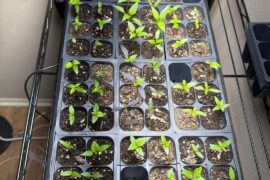 Almost 3 weeks after planting! Do some of my seedlings look weird?