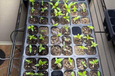 Almost 3 weeks after planting! Do some of my seedlings look weird?