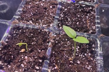 Scotch Bonnet Sprouts!