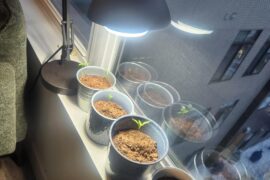 First time growing anything, how's this look?