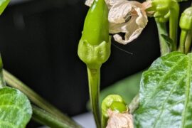 I am enjoying the process of my vertical pepper.