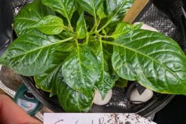 Super Hot (& friends) Update