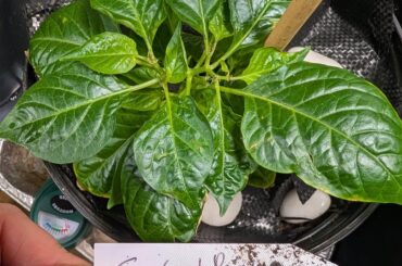 Super Hot (& friends) Update