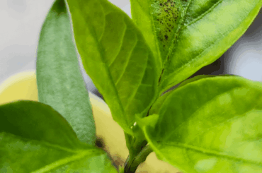 Black spots on Peter pepper seedling