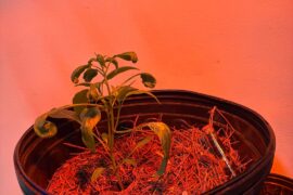 Still getting leaf curl