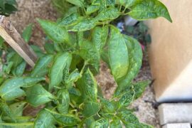 Chilli Leave Warping