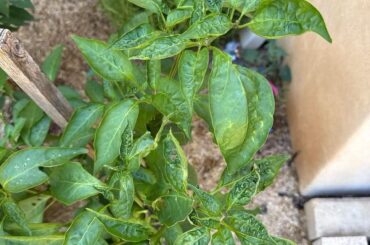 Chilli Leave Warping