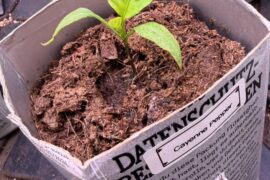 Should I let her grow?