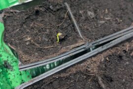 My peep is speedrunning it (planted three days ago)