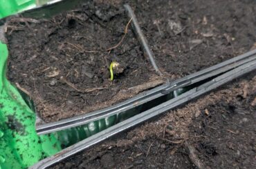 My peep is speedrunning it (planted three days ago)