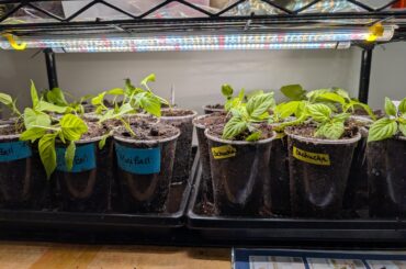 Up-Potted my Pepper babies over the weekend!