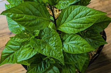 Chocolate Moruga Scorpion