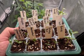 Varying results on my sprouts