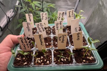 Varying results on my sprouts