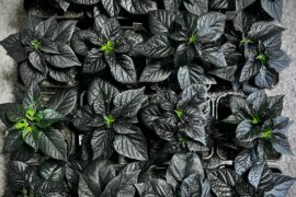 Anyone else love growing dark foliage pepper varieties?