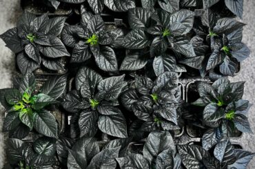 Anyone else love growing dark foliage pepper varieties?