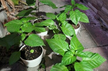 Sow directly in the ground or in a pot?