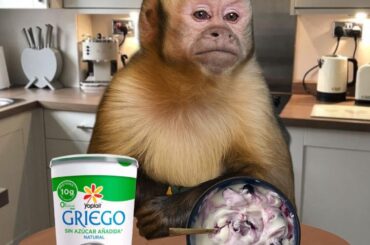 Me thinking my Greek yogurt and berries are tacos al pastor and Coke