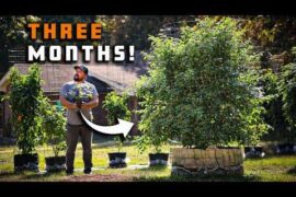 How To Grow Peppers In Containers and Get a Huge Harvest!
