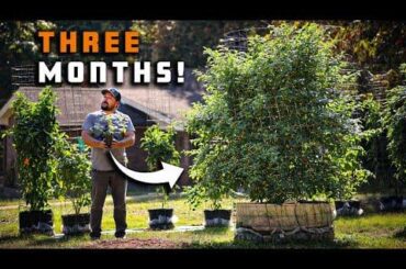 How To Grow Peppers In Containers and Get a Huge Harvest!