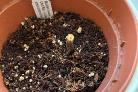 She's a goner, right :/?